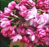 Саженцы и крупномеры сирени из подмосковного питомника, здоровые и крепкие растения