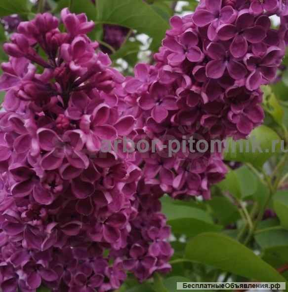 Саженцы и крупномеры сирени из подмосковного питомника, здоровые и крепкие растения