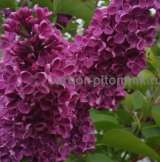 Саженцы и крупномеры сирени из подмосковного питомника, здоровые и крепкие растения