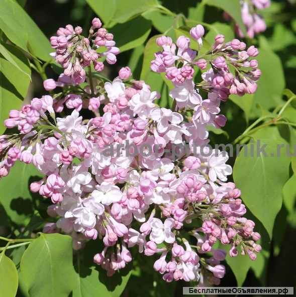 Саженцы и крупномеры сирени из подмосковного питомника, здоровые и крепкие растения