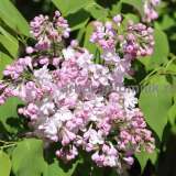 Саженцы и крупномеры сирени из подмосковного питомника, здоровые и крепкие растения