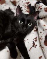 Роскошный как пантера котик Васко ищет дом