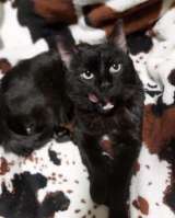 Роскошный как пантера котик Васко ищет дом