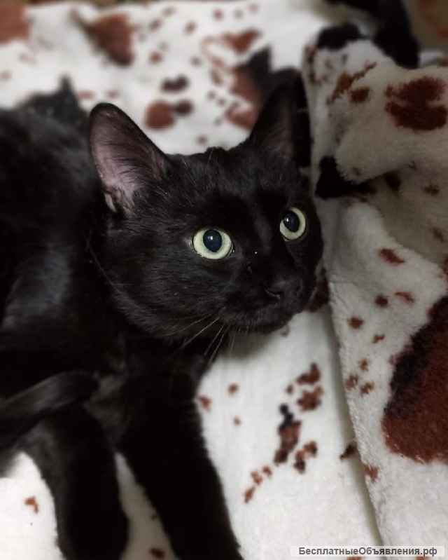 Роскошный как пантера котик Васко ищет дом