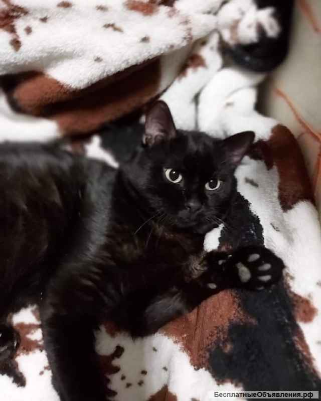 Роскошный как пантера котик Васко ищет дом