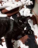 Роскошный как пантера котик Васко ищет дом