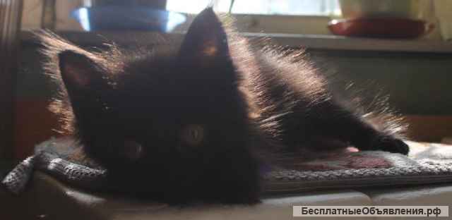 Очаровательные котята в добрые руки