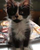 Очаровательные котята в добрые руки