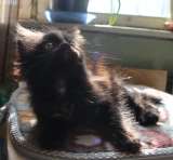 Очаровательные котята в добрые руки