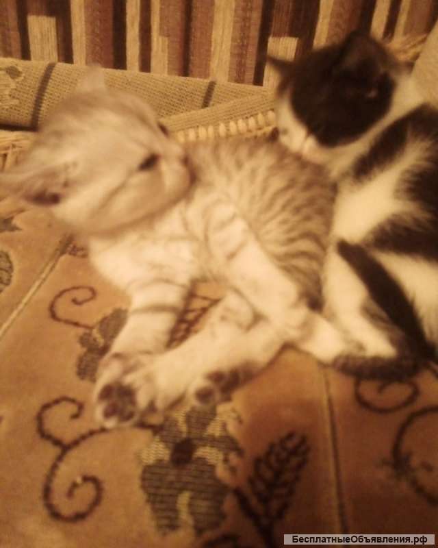 Отдам любого котенка в добрые руки