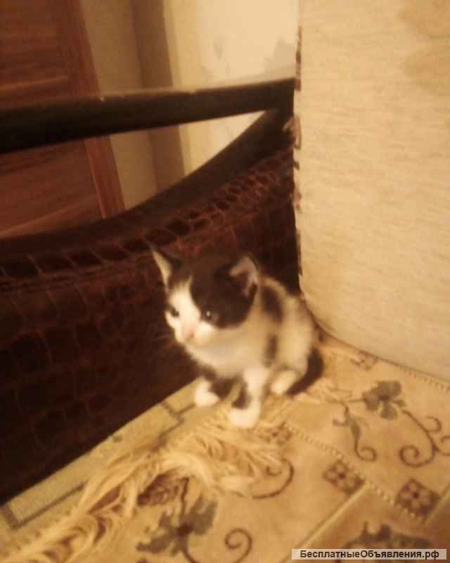 Отдам любого котенка в добрые руки