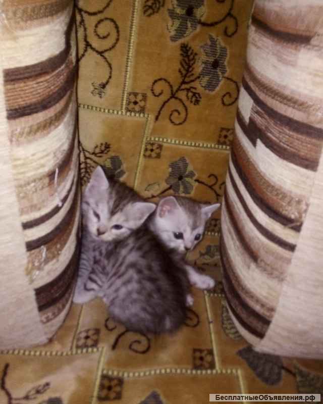 Отдам любого котенка в добрые руки