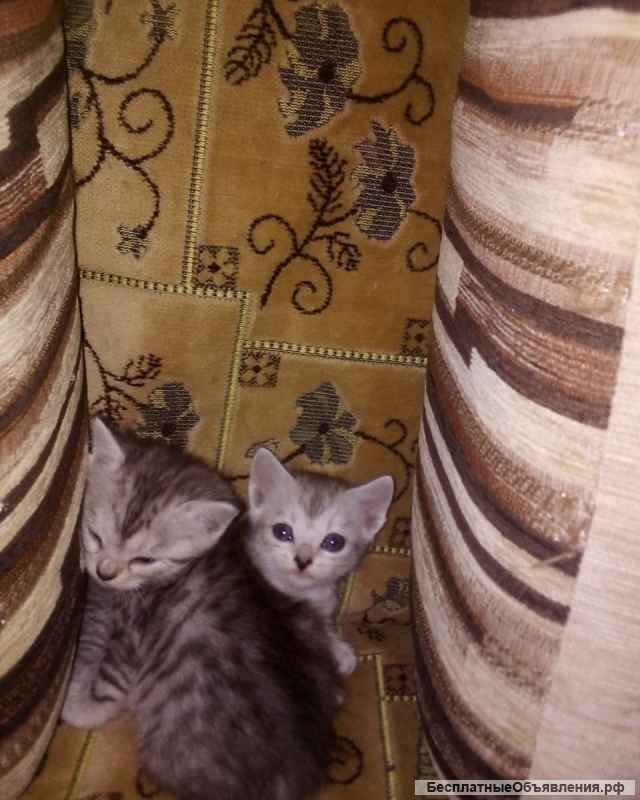 Отдам любого котенка в добрые руки