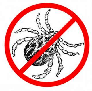 Химическая обработка зеленых насаждений от клещей в г. Севастополе