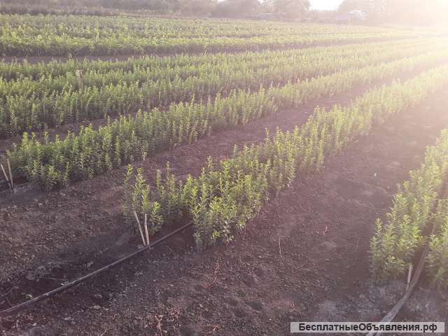 Сеянцы бирючины, боярышника дикого