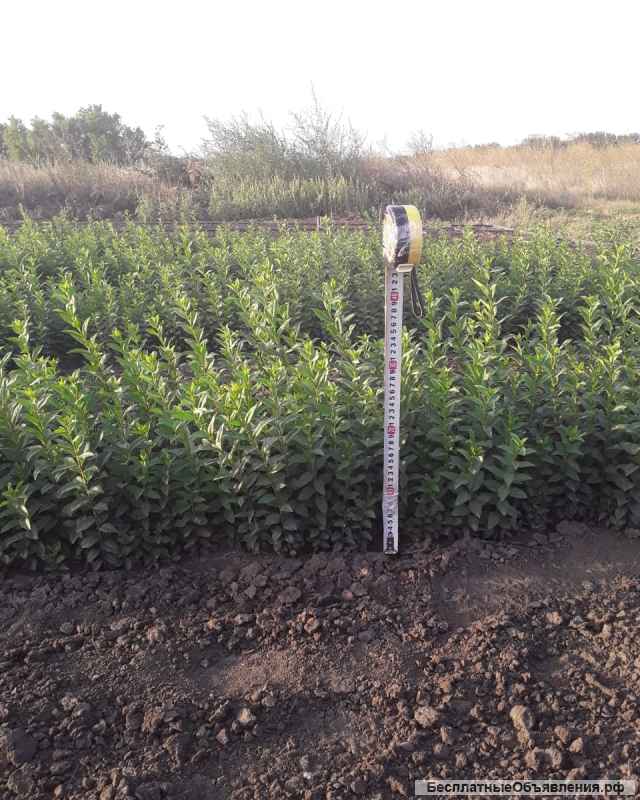 Сеянцы бирючины, боярышника дикого