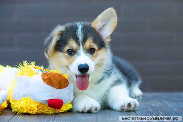 Щенки вельш корги пемброк, триколорного окраса