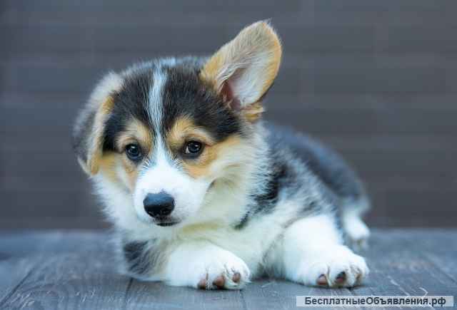 Щенки вельш корги пемброк, триколорного окраса