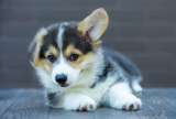 Щенки вельш корги пемброк, триколорного окраса
