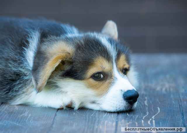 Щенки вельш корги пемброк, триколорного окраса