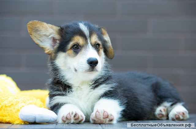 Щенки вельш корги пемброк, триколорного окраса