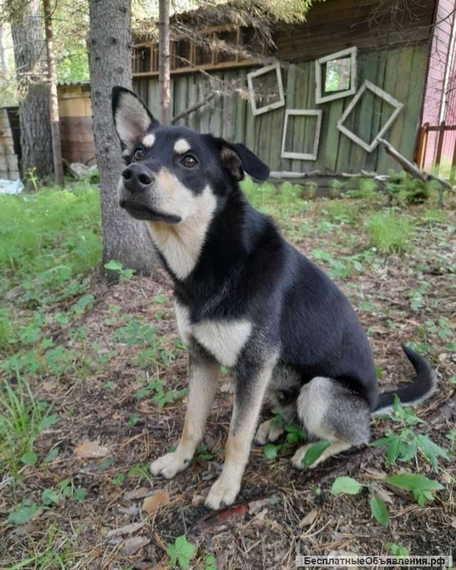 Спасите жизнь пёсику