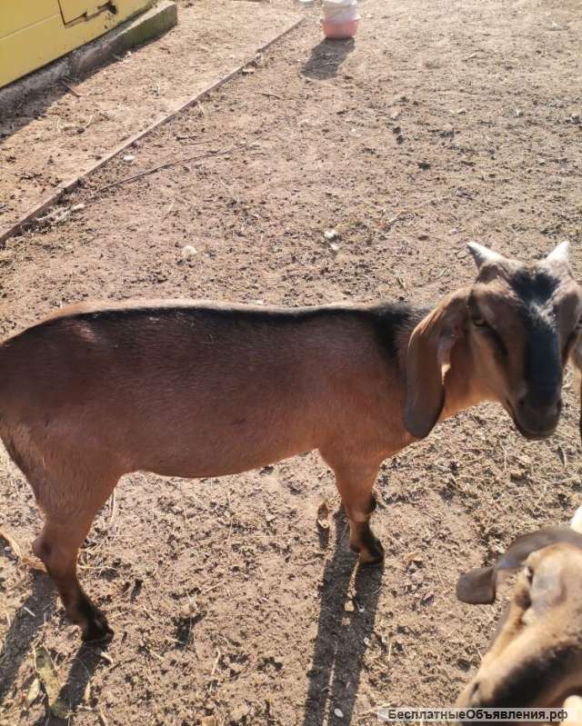 Породистых Нубийских козлят