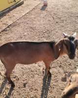 Породистых Нубийских козлят