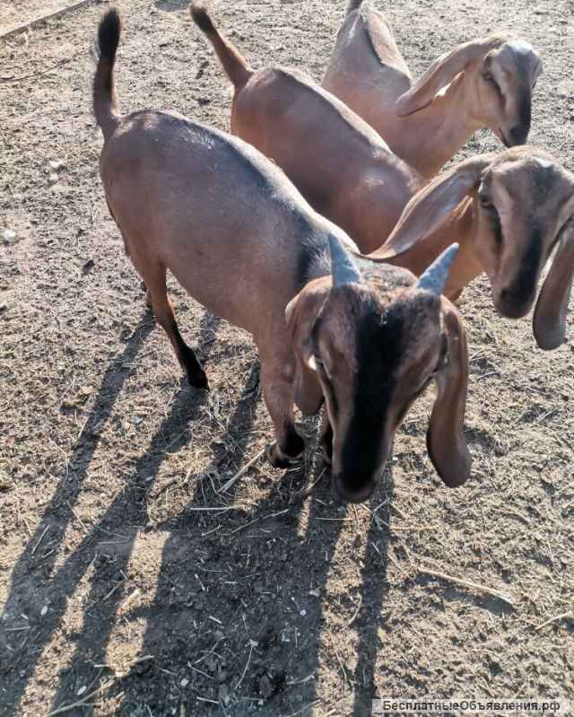 Породистых Нубийских козлят