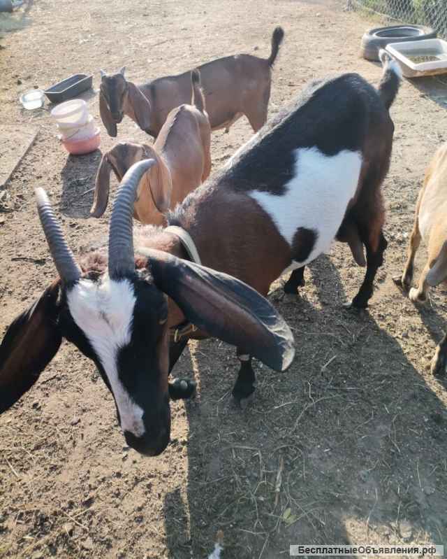 Породистых Нубийских козлят