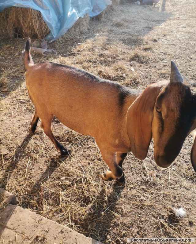 Породистых Нубийских козлят