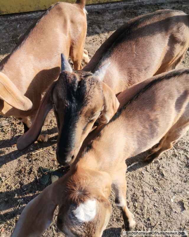Породистых Нубийских козлят