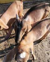 Породистых Нубийских козлят