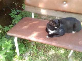 Милый и добрый котик Василис в добрые руки