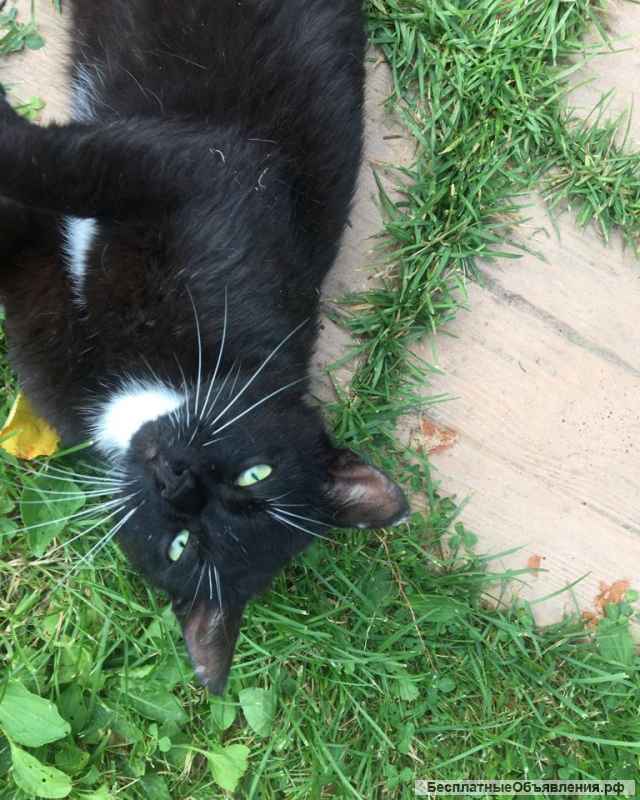 Милый и добрый котик Василис в добрые руки