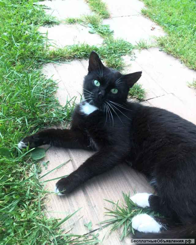 Милый и добрый котик Василис в добрые руки