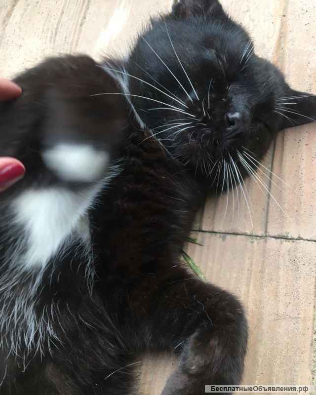 Милый и добрый котик Василис в добрые руки