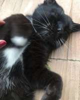 Милый и добрый котик Василис в добрые руки