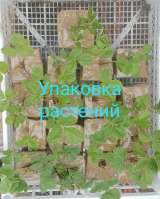 Мята пряные травы многолетние цветы и кустарники