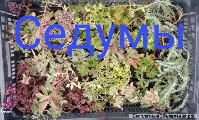 Мята пряные травы многолетние цветы и кустарники