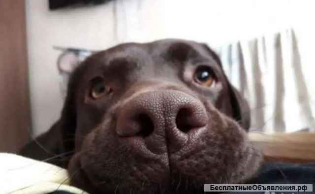 Элитные щенки Лабрадора РКФ