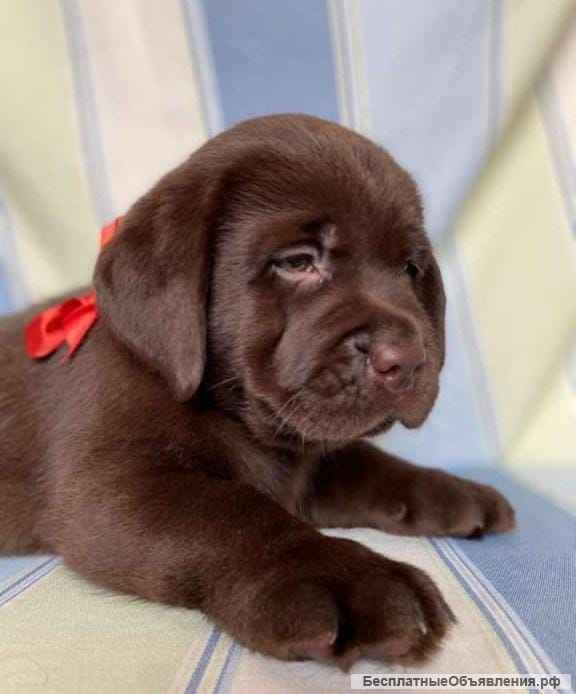 Элитные щенки Лабрадора РКФ