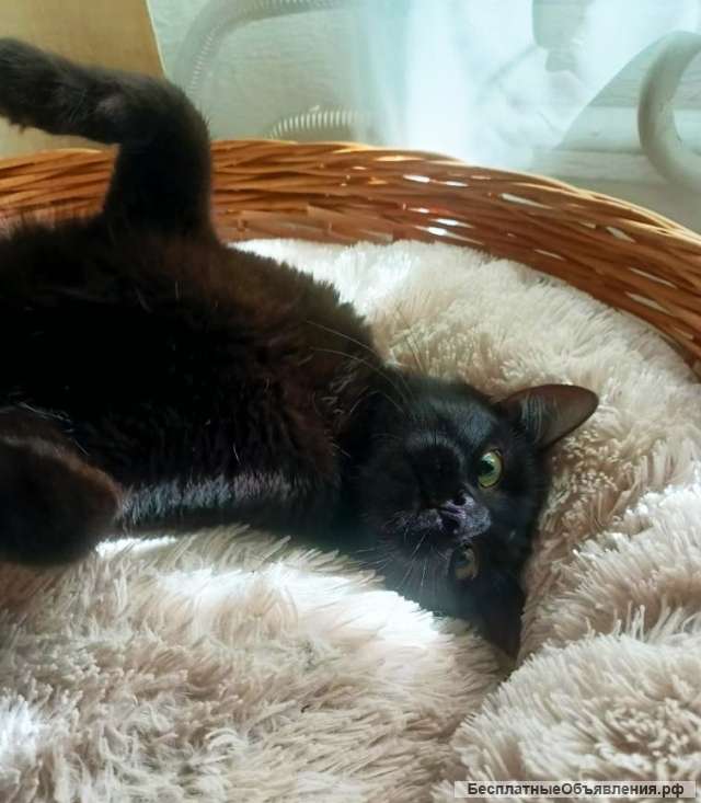 Очень ласковый котик ищет дом