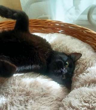 Очень ласковый котик ищет дом