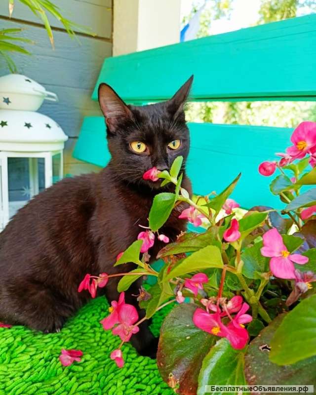 Очень ласковый котик ищет дом