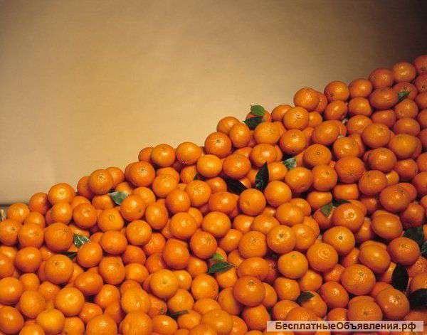 Мандарины оптом