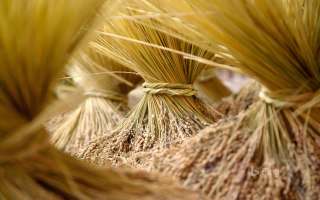 Семена озимой пшеницы Юка