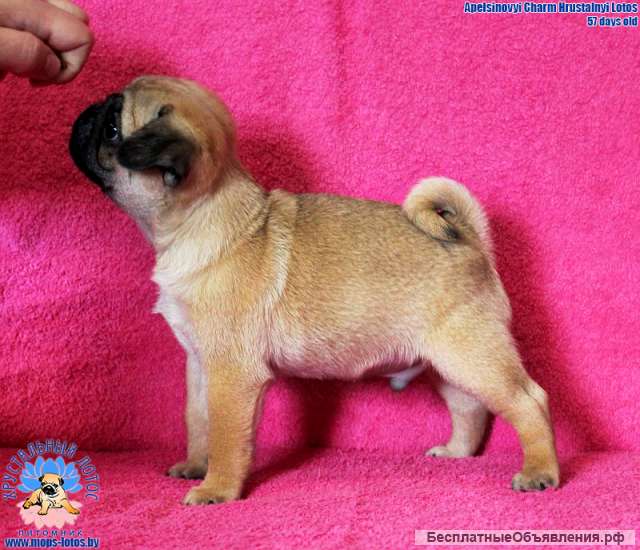 Мопс щенок из питомника