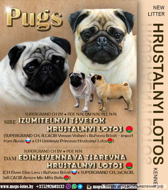 Мопс щенок из питомника