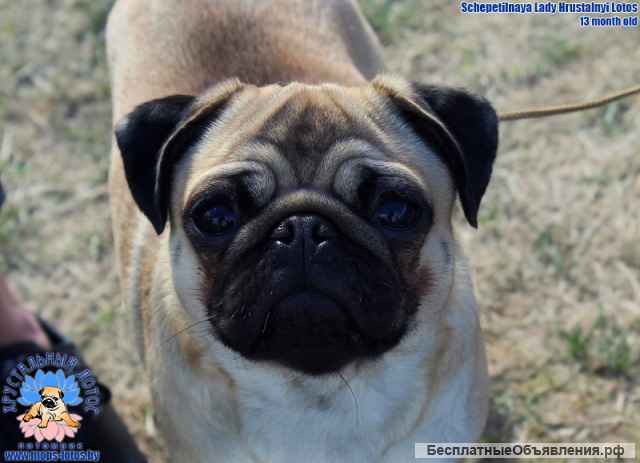 Мопс щенок из питомника